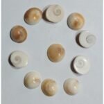 Gomati Chakra 11 Pc