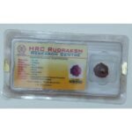 Rudraksh Dana Chaar Mukhi-Four Face Lab Certified