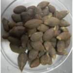 Niranjan Phal Niranjan Fal Malva Nuts Sterculia Lychnophora