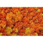Genda Phool Marigold Flower Dry
