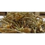 Brahm Dandi Brahma Dandi Bramha Dandi Bramh Dandi Tricholepis Angustifolia