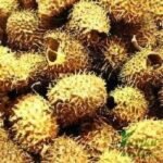 Bindaal Doda Devdali Luffa Echinata