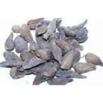 Kakoli Roscaea Procera