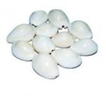 Kaudi Chhed Wali Safed Shells with Hole White color 11 Pcs