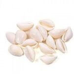 Kaudi Bina Chhed Wali Safed Shells without Hole White color 11 Pcs